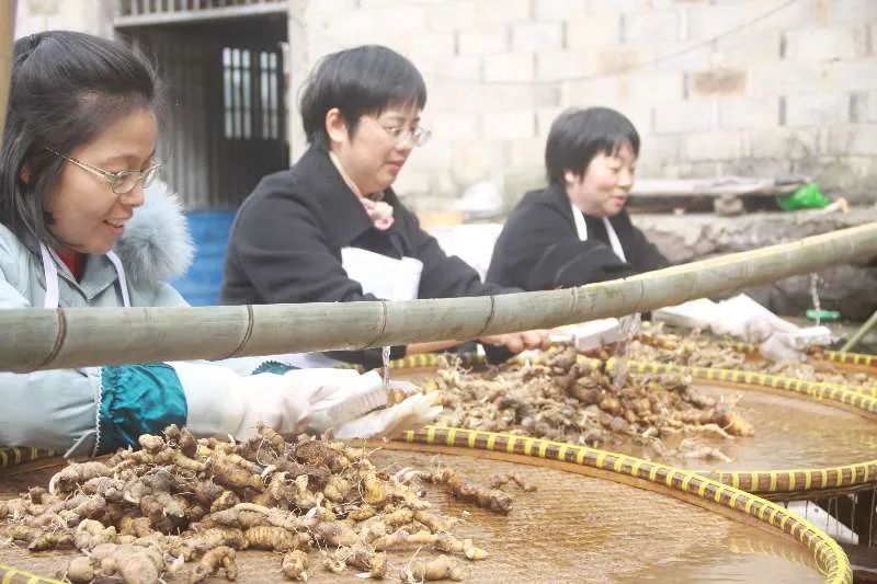  开幕|天台山首届黄精文化节开幕！