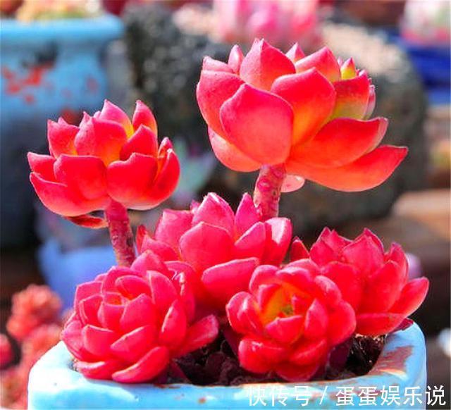多肉中的“火焰新娘”,易成老桩爱爆盆,鲜红又明亮,度夏无难度