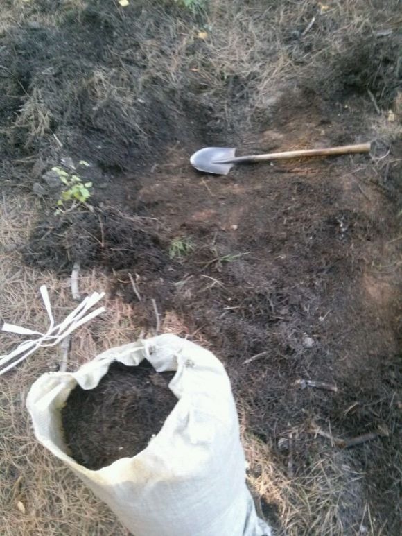 山上一种土，是养花“黄金土”，啥花吃了都疯长！