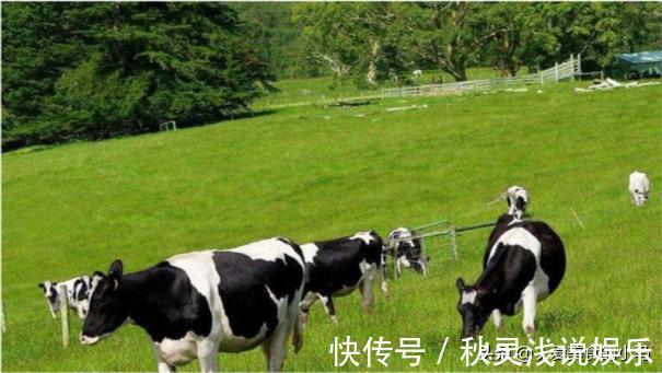 纽约客牛排|为啥中国的牛不做牛排？中国和外国的牛肉区别是这，别傻傻分不清