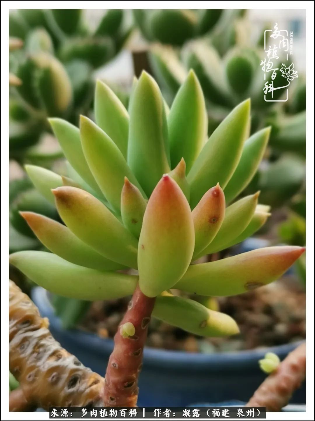 喜欢养肉,喜欢赏肉,更喜欢拍,如此怎能不掉肉坑