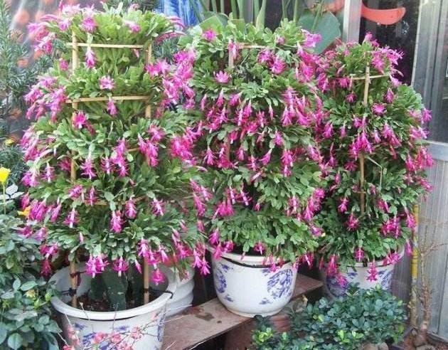 从老妈家揪了一片叶子,一段时间后成这样,阳台都放不下了