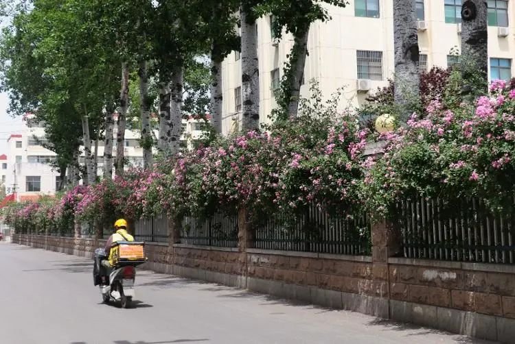 聊城惊现蔷薇“网红”墙！|旅游打卡 | a8509