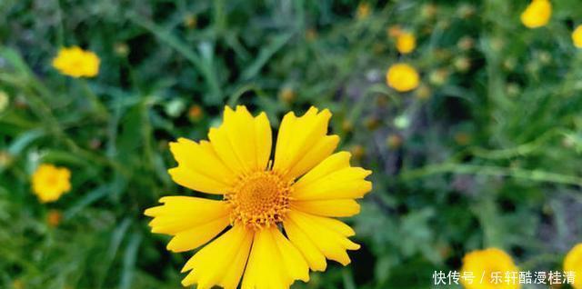 初夏的金菊花 花开半夏 天合乐学帮助家长发现孩子的更多可能
