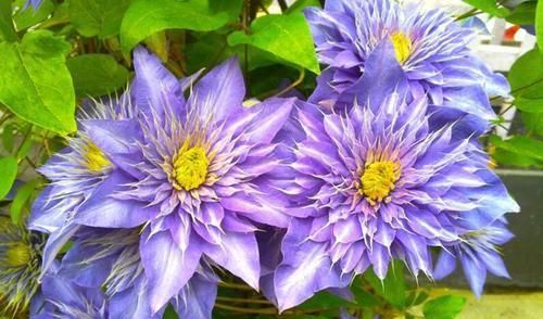 她养了5年铁线莲，花开不停，仙气十足，总结出3个技巧