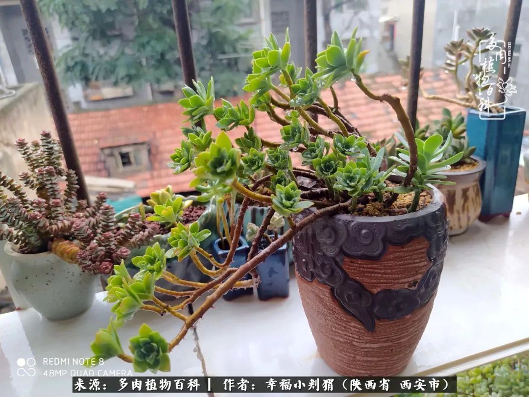 时光荏苒，种肉赏肉已成了生活中不可缺少的一部分！