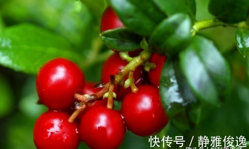 肠道益生菌|好食物吃出好身体，推荐3种食物，健脾开胃，美容养颜，早吃早好