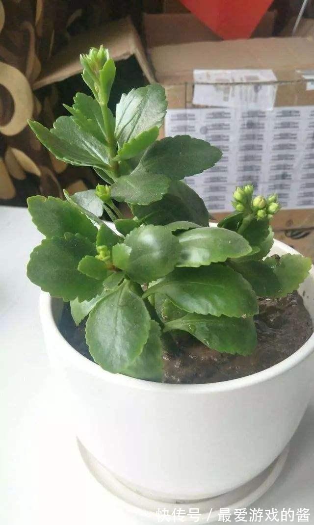 长寿花没长花苞，能不能剪？别剪，放个“大招”就可以了