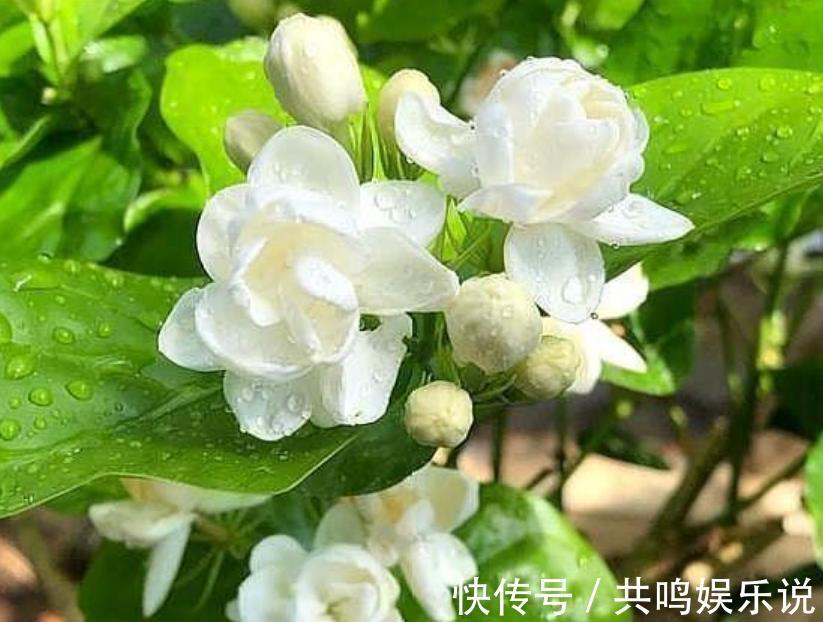 磷酸二氢钾|茉莉花还不开花赶紧做这一步,开花多一倍,满屋飘香