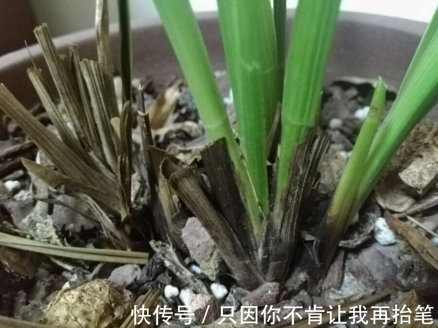 养护|养兰花要注意秋老虎,一不小心根部就发黑,发黑原因和解决方法