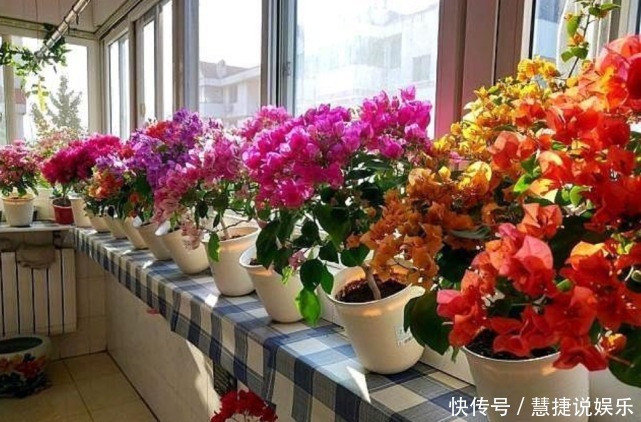 花卉里的“劳模”,3种花全年”开花不断“ ,好养又漂亮,美!