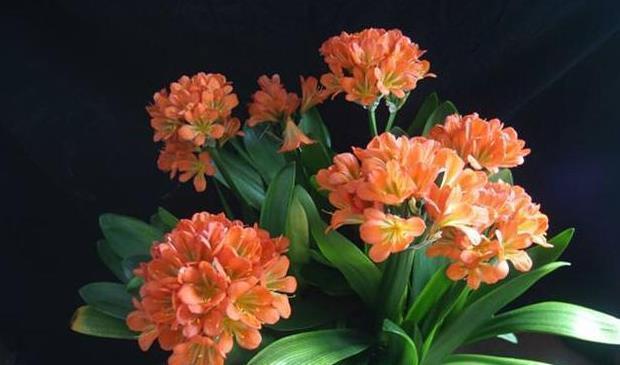 北阳台阳光少，可是此7种花，照样一个劲儿开花，连开几个月