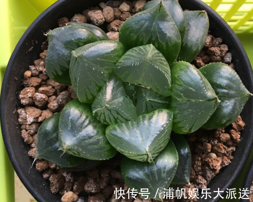 三仙|多肉三仙寿怎么养教你3个小妙招,养出晶莹剔透又饱满的三仙寿