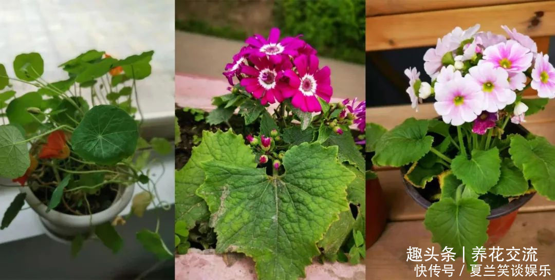 养护|6种特别怕热的花卉,度夏要多注意几点,夏天容易挂,养护要谨慎