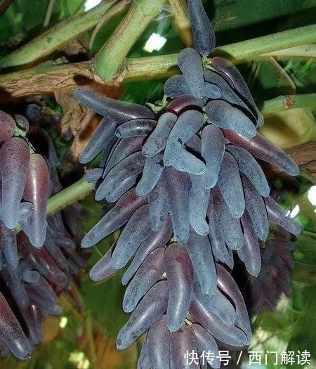 你绝对没见过的奇特的瓜果蔬菜!大开眼界!