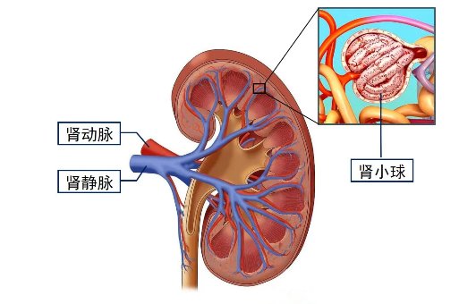 老莫|【健哥说心脏】别不当心，高血压还会伤肾！