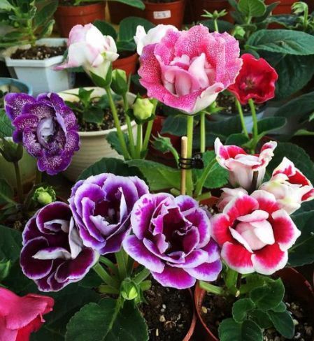 几种旺财花,家里养一盆,不仅寓意好,还能很好的净化空气