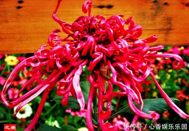 菊花|喜欢菊花,不如养盆“珍贵名菊”一枝浓艳,似娇红嫩绿,美丽优雅