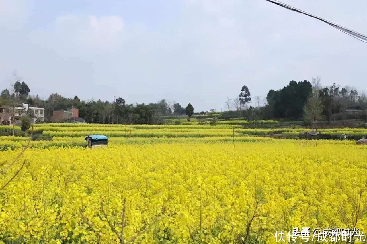 22℃的成都 7个油菜花地点 就近选择