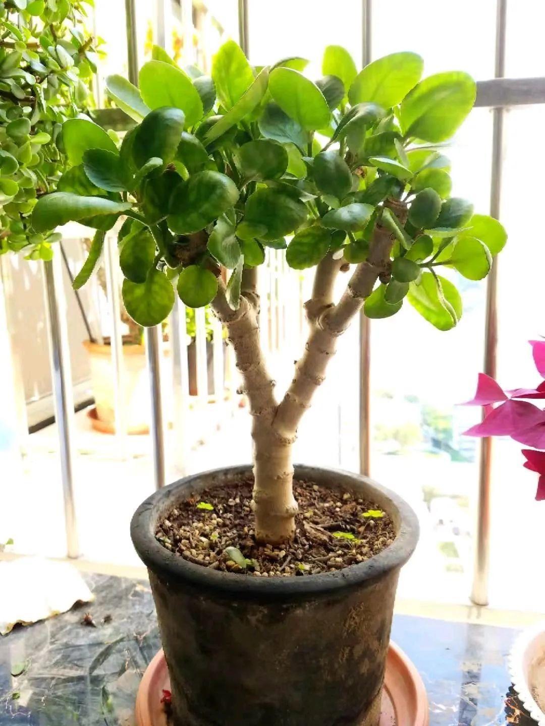 1米8的长寿老桩,狠心砍光了,半月重新长一堆!