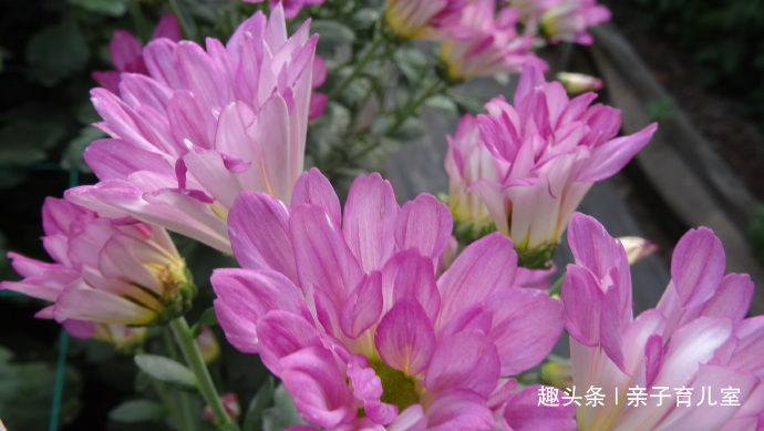 喜欢养菊，不如养”新品名菊“粉荷，花姿美丽淡雅，阳台变花海！