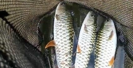 鳞片|罕见!男子桥下钓起“铁甲草鱼”,网友:好多年没见过