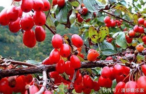 张锡纯|大补元气的一味药，不是人参！名医张锡纯把它用的出神入化