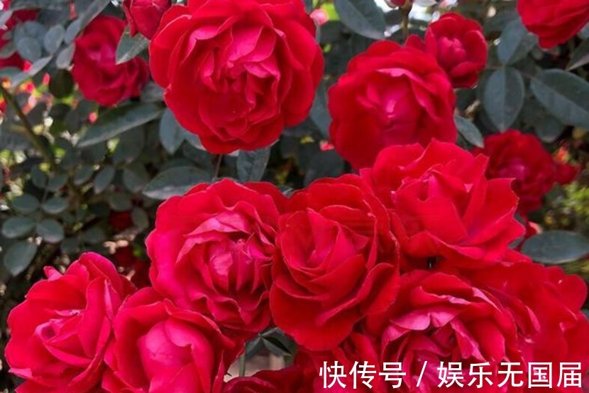 花朵|淘汰月季吧!阳台栽上“此花”,花朵艳、香气浓,还好养