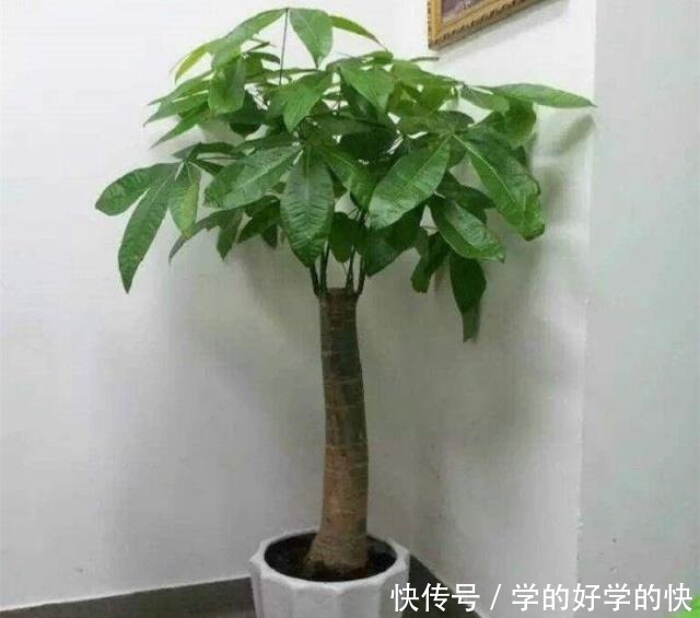 越来越多人养此“2种树”,寓意好!以后别说家里不种树了!