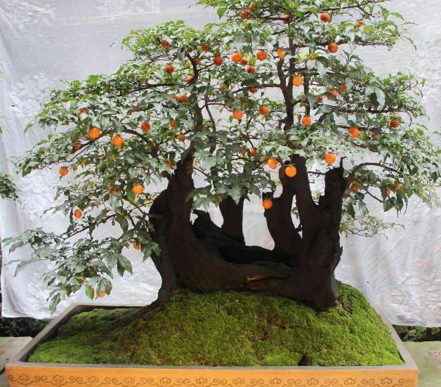 养一盆金弹子,这么照顾,3、4年长成老桩,越来越值钱