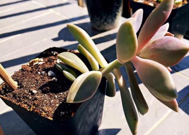 修剪|多肉枝干徒长学会剪一剪,母株变美、枝干扦插成新生幼苗