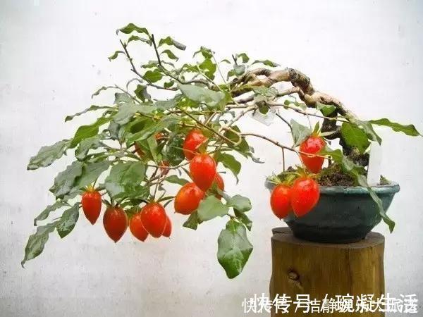 家里摆上10种花,越来越兴旺、发达,个个都是“吉祥”花