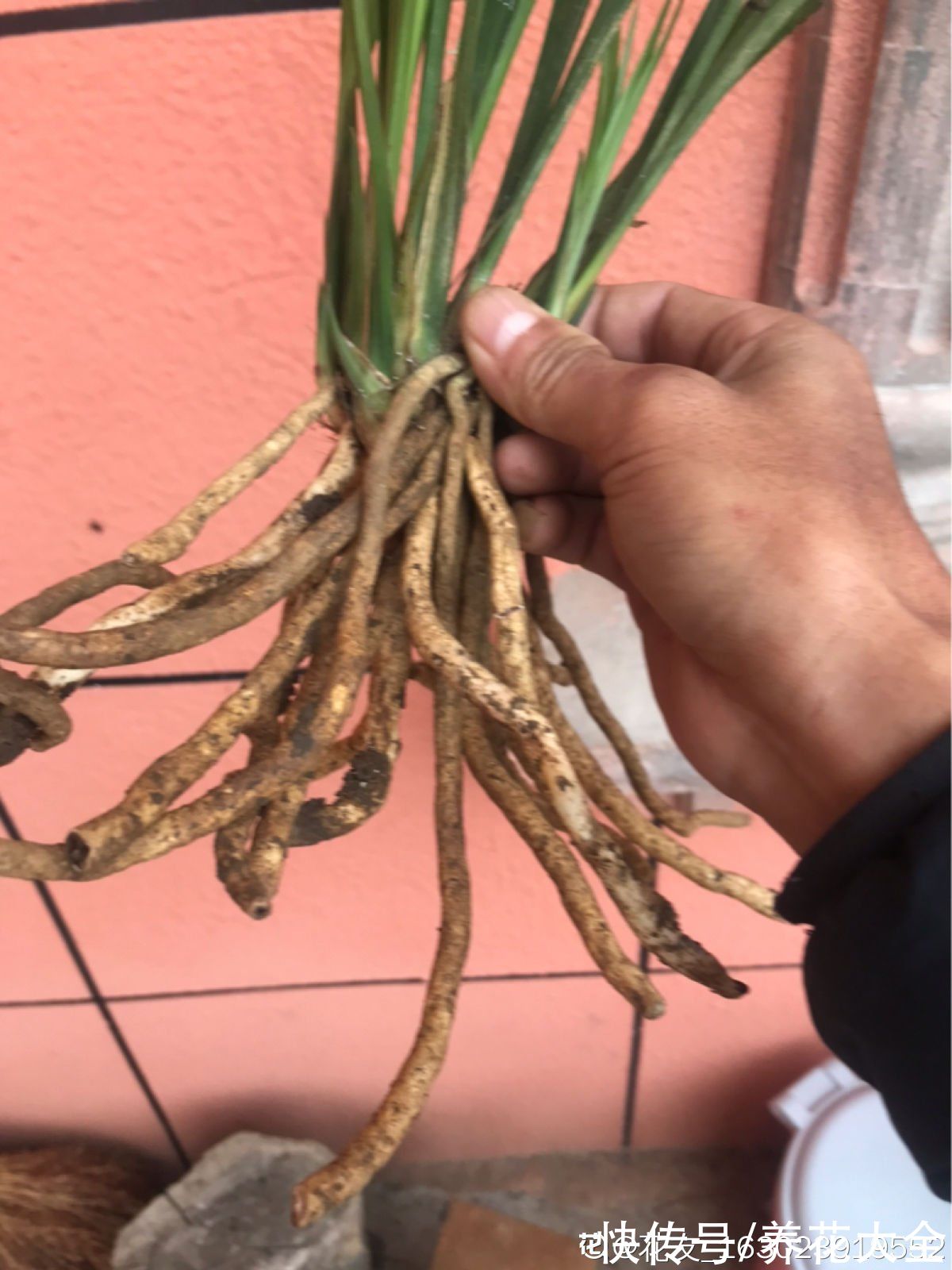 养花|养花用点“酸酸水”,花长得特旺,叶子绿得直滴油