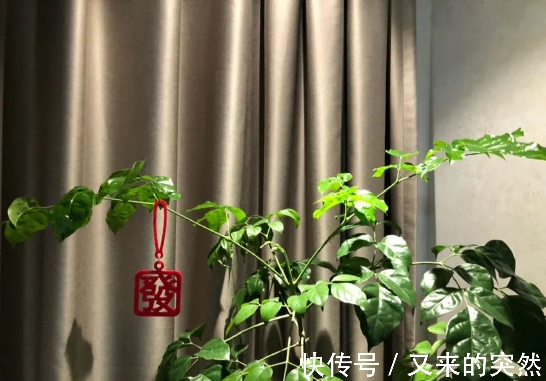 入冬修剪，这9种花，剪错不开花、杆子会枯死