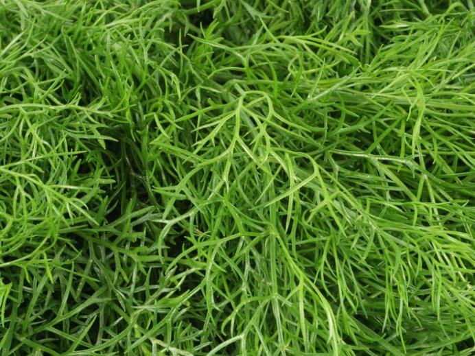 播种|小茴香种植做好一点，幼苗连连丰产，不仅增进食欲，还能包饺子！