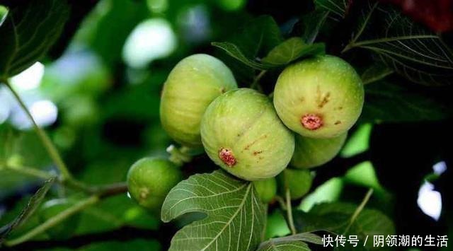 冬季养护无花果有讲究,这几步不能少,否则明年结果少,不结果