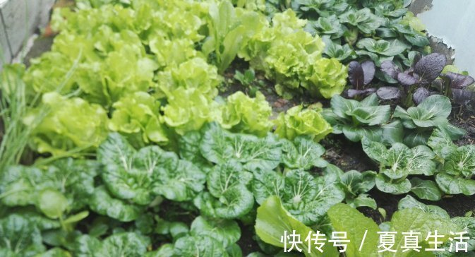 种菜|别人养花，她却种一楼顶菜，多得吃不完都送邻居了