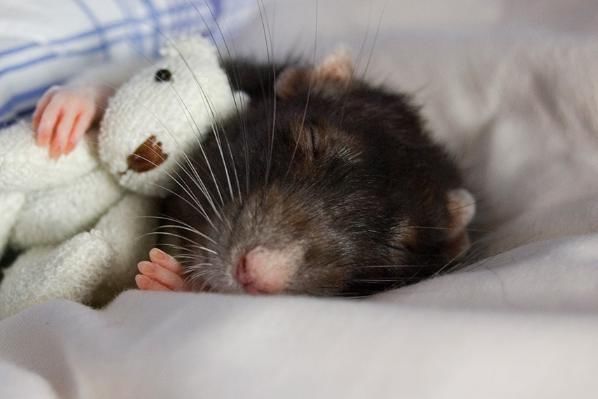 上婚|属鼠的人最强伴侣，想要上上婚的进来看看，遇见要好好珍惜