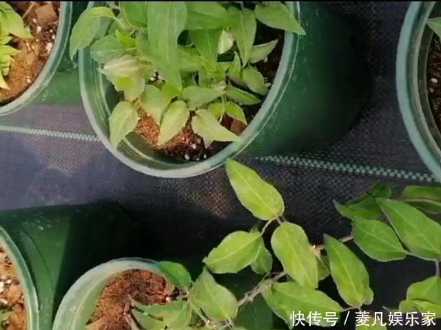 黄金搭档|花园三宝中,月季和铁线莲是黄金搭档,怎么配都美!