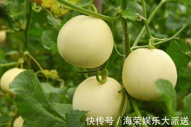 婦科疾病|女人常吃此物，保護子宮，子宮變得健康，皮膚越來越細膩