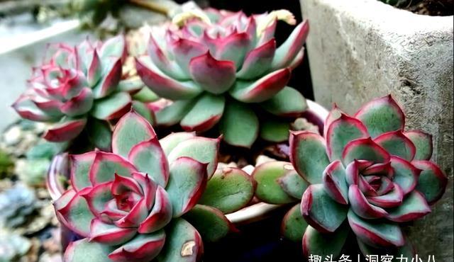 这“三多肉”是公认的爆崽小能手,室外冻一冻,憋成群生肉墩子