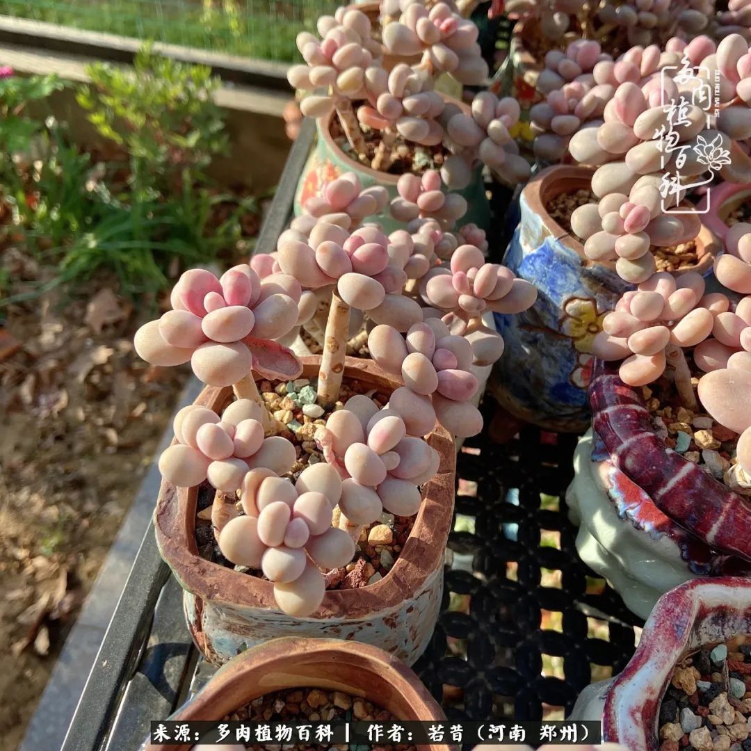 迷你小院儿,种满多肉、花草和蔬果,沉醉在自己的世外桃源!