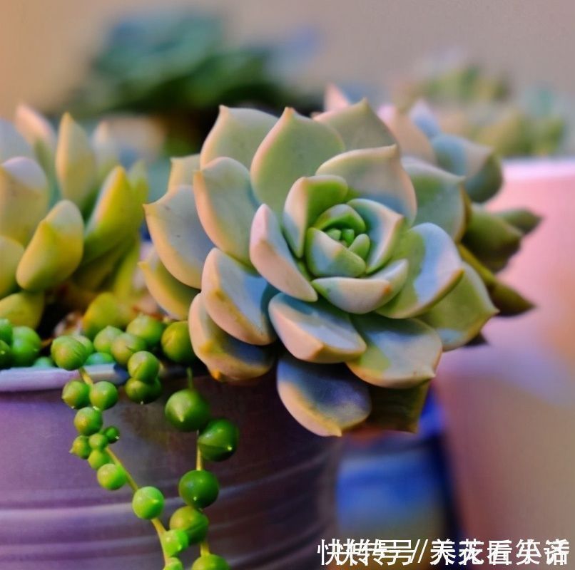 新手阳台养多肉的2个“烦恼”,不要着急,要针对“问题”去解决