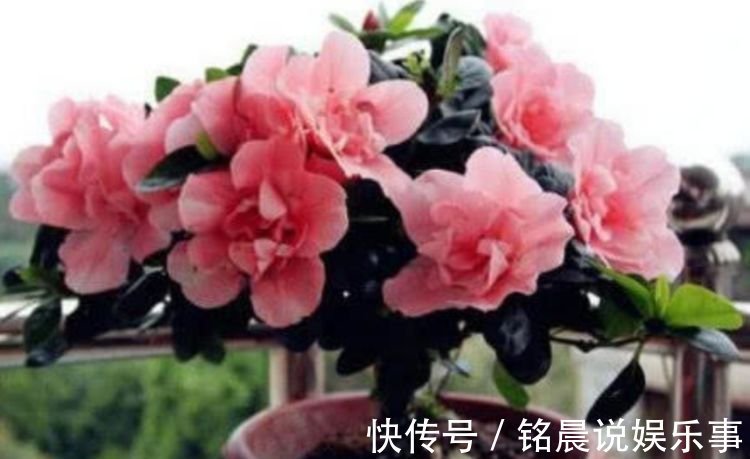 “4种花”一养就上瘾，开花漂亮，绚丽多彩，沁人心脾，芳香满屋