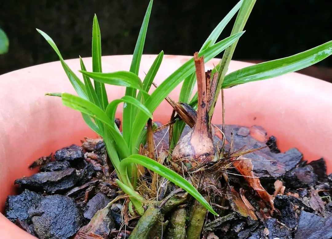 磷酸二氢钾|这样的兰花,无论怎么施肥都不开花,磷酸二氢钾也不行