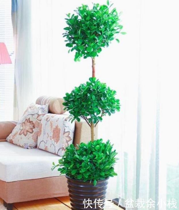 耧斗菜|家里要养4种花,开花吉祥又喜庆,养一盆,招财又纳福!