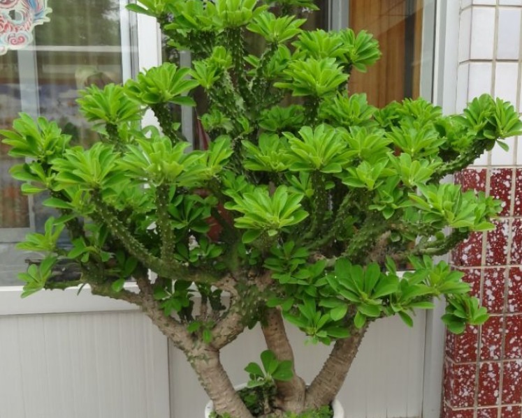 盆景|盆栽植物“玉麒麟”,什么来头室内养护有讲究