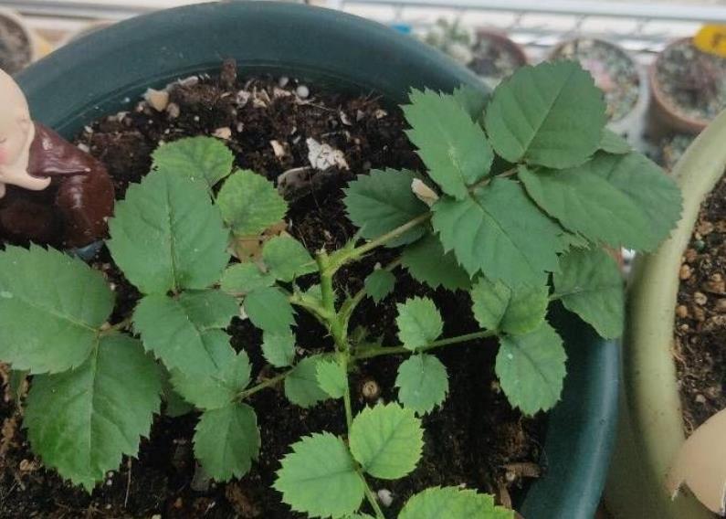 养花|路边随处可见的它,被誉为“天然酸性土”,又肥又透气