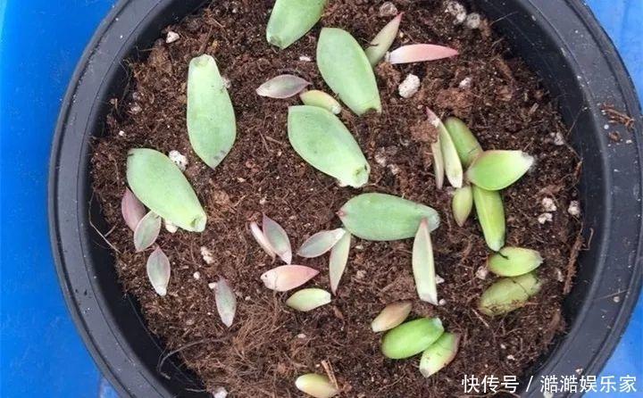扦插|多肉长花箭被他剪断插土里，7天就生根！