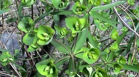 农村随处可见的这种野草没有花瓣，生来是毒草，但药用价值非常高